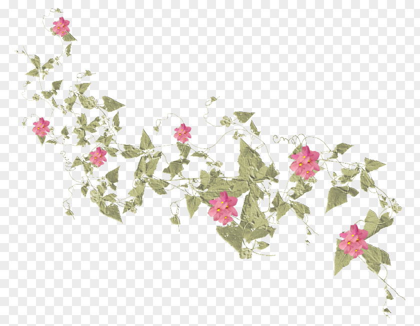 Design Floral Rose Family Petal Pattern PNG