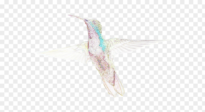 Feather Fauna Hummingbird M Beak PNG