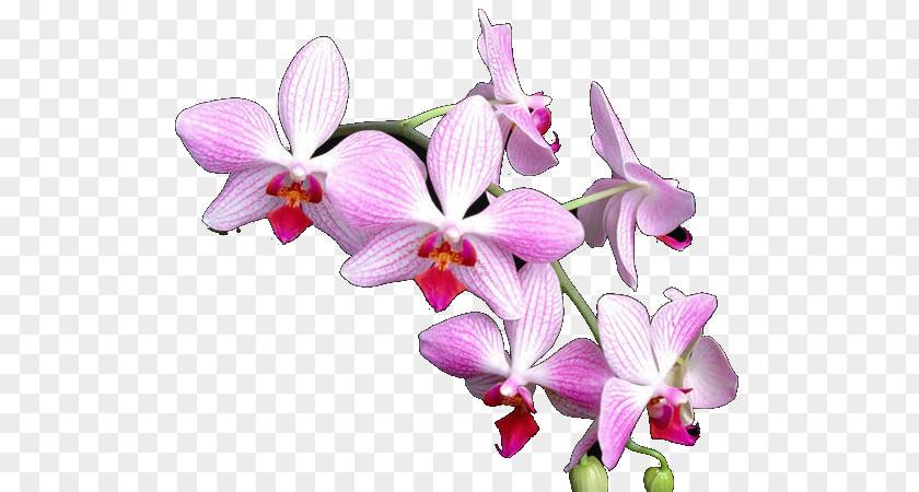 Flower Phalaenopsis Equestris Orchids Crimson Cattleya Dendrobium PNG