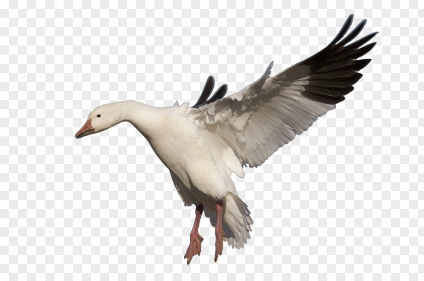 Goose Snow Bird Clip Art PNG