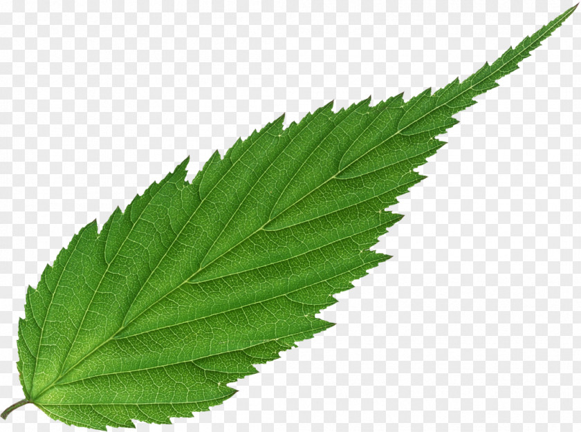 Leaf Plant Bladnerv Information Vascular Bundle PNG