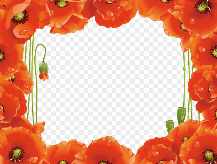 Poppy Frame Flower Floral PNG
