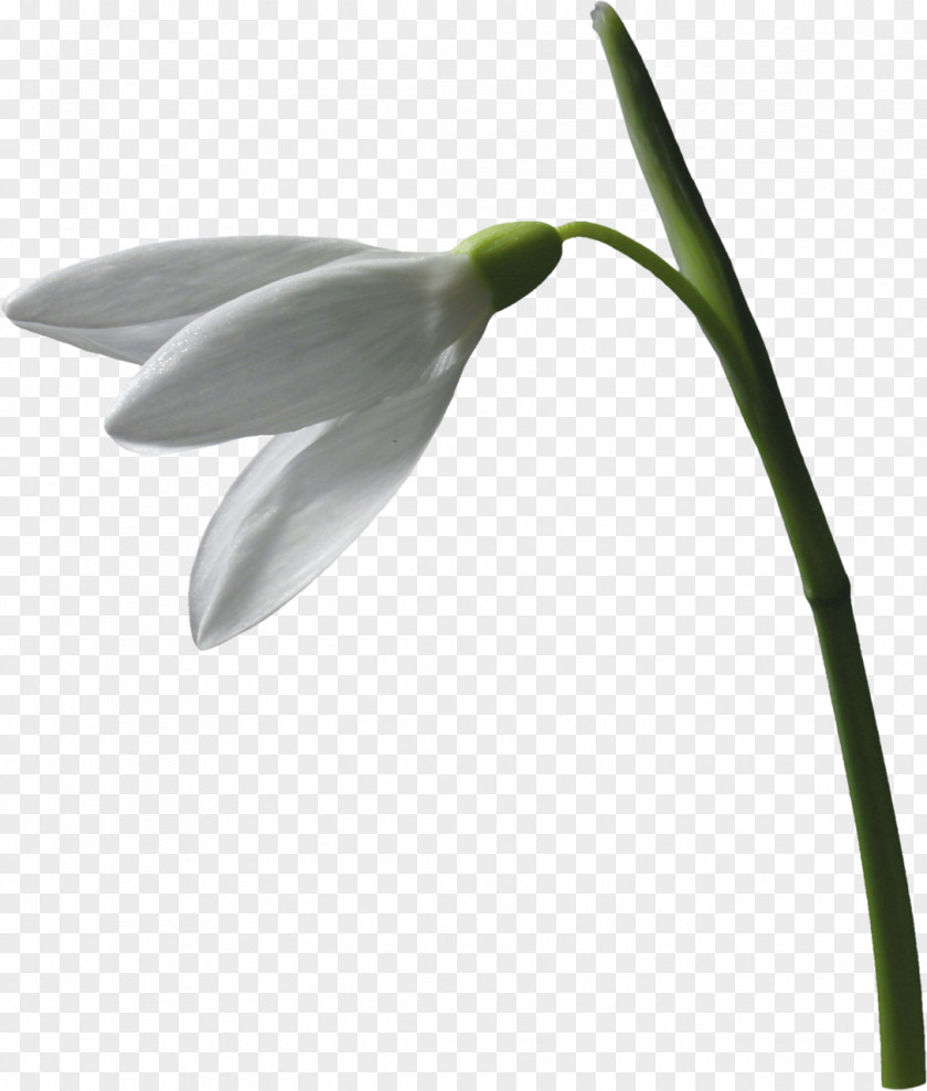 Snowdrop Flower Plant Leucojum Vernum Clip Art PNG