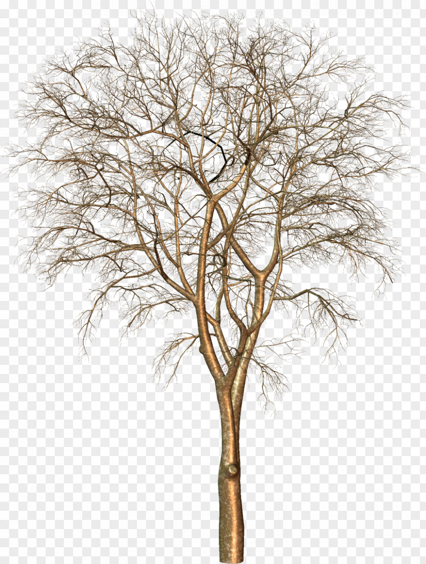 Tree Trunk Archive File Clip Art PNG