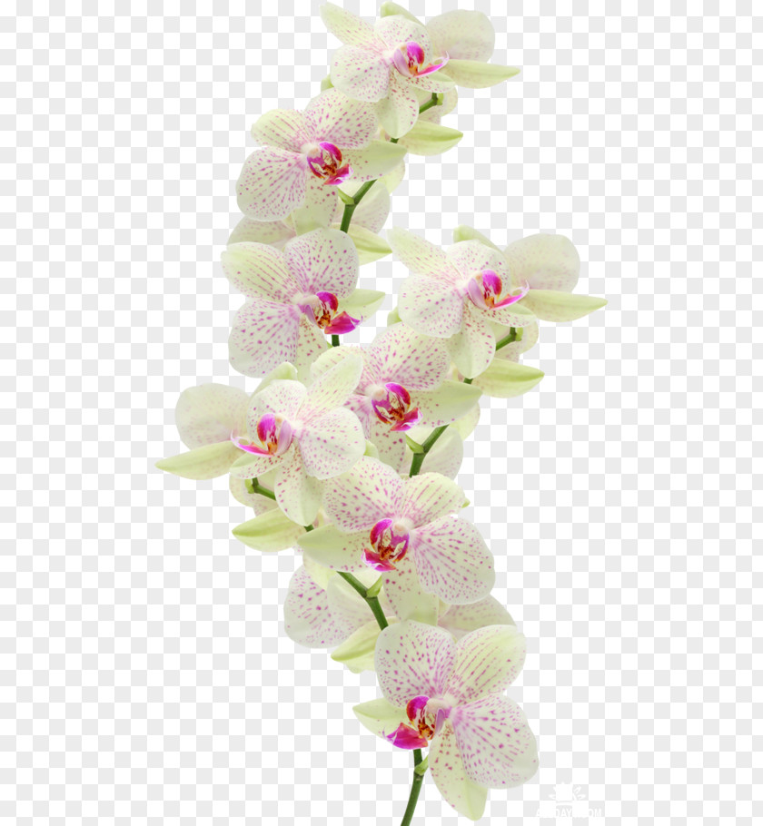 Flower Moth Orchids Cut Flowers Dendrobium PNG