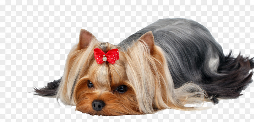 Grooming Yorkshire Terrier Australian Silky Puppy Dog Breed PNG