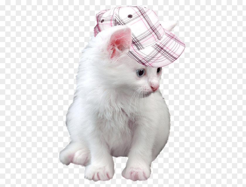 Kitten Balinese Cat Japanese Bobtail Desktop Wallpaper PNG