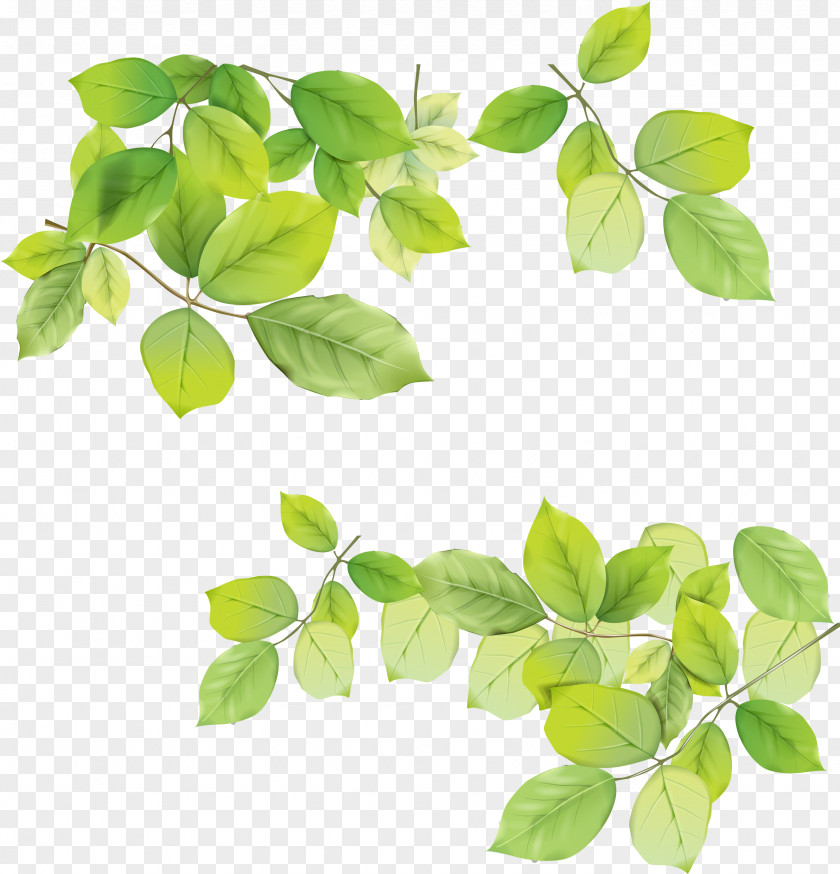 Leaves Picture Leaf Clip Art PNG
