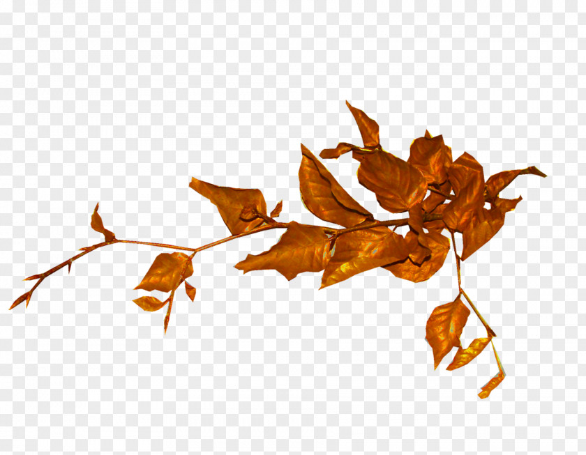 Leaves Tree Shrub Leaf Clip Art PNG