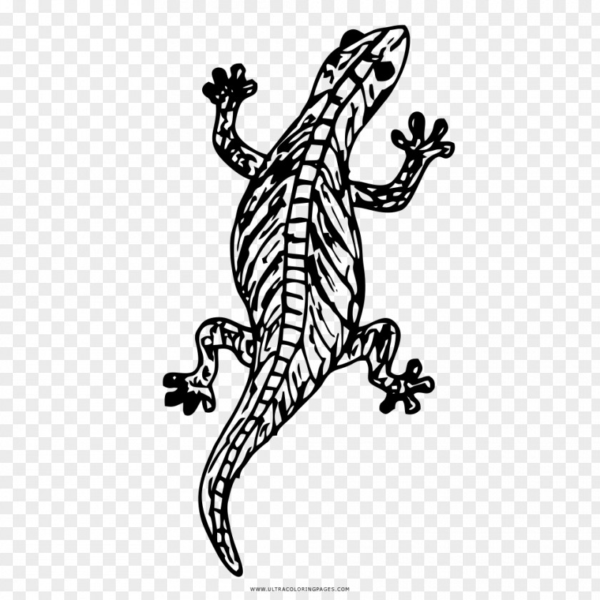Lizard Drawing Coloring Book Reptile PNG