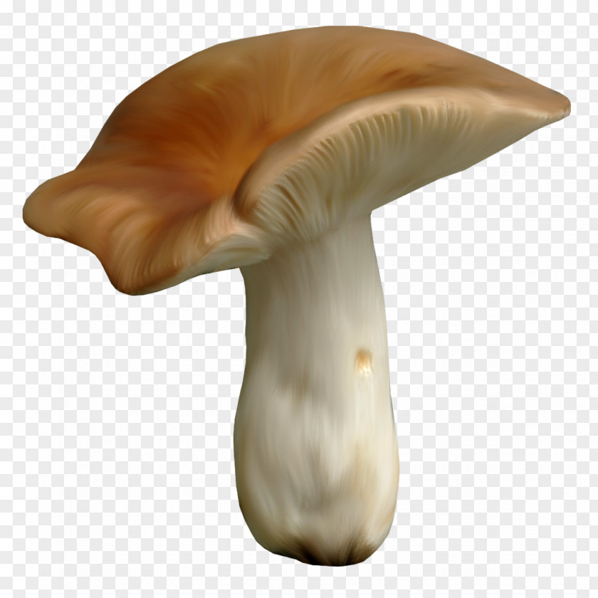 Mushroom Fungus Clip Art PNG