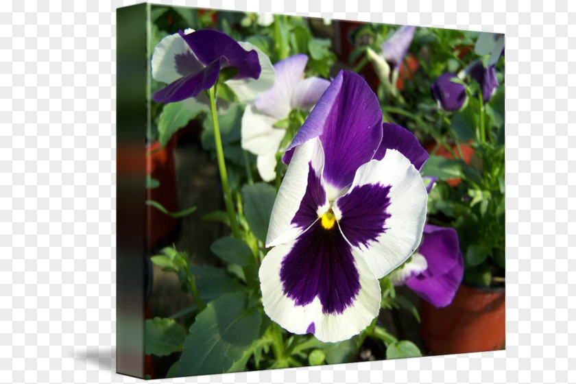 Pansy Violet Flowering Plant PNG