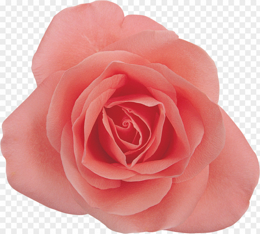 Pink Rose Centifolia Roses Cut Flowers Garden Photography PNG
