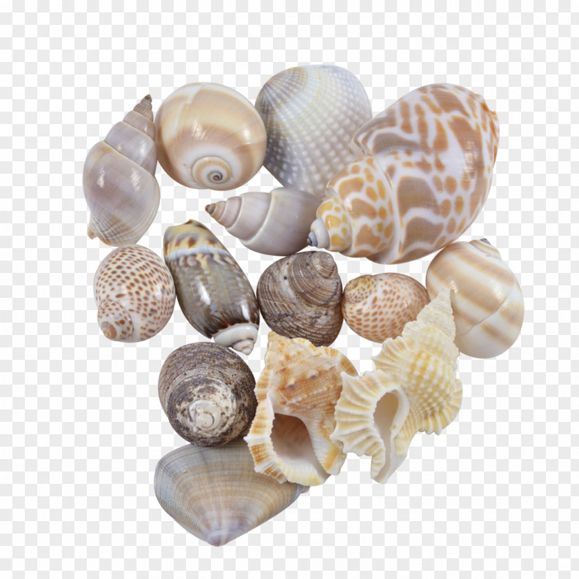 Seashell Cockle Conchology Sea Snail Spiral PNG