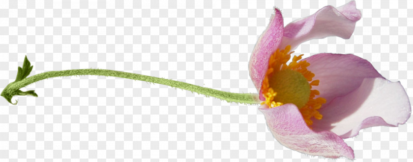Tulip Cut Flowers Blume Petal PNG