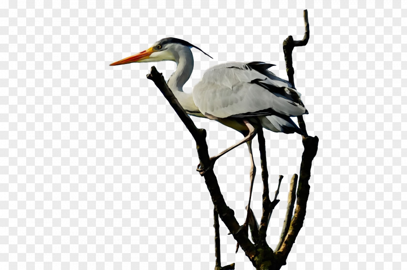 White Stork Ibis Beak Zhiyun Gmb-b135 PNG