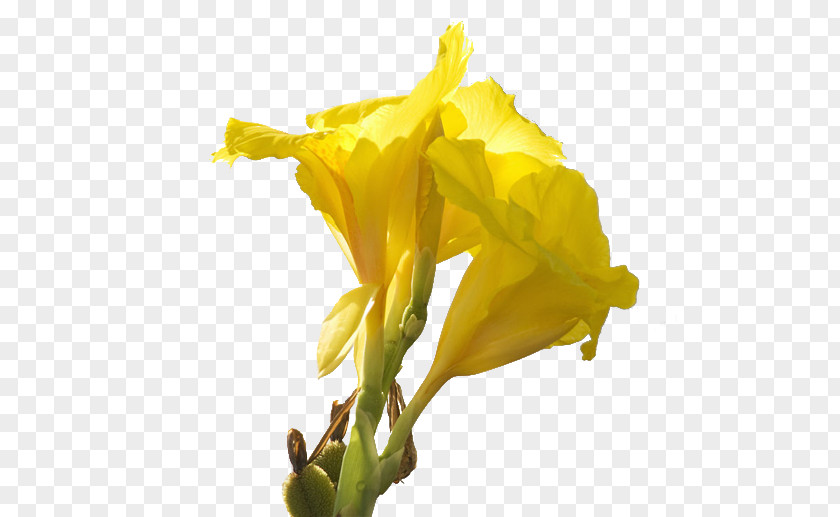 Cannabis Pictures Canna Daffodil Cut Flowers Lilium PNG