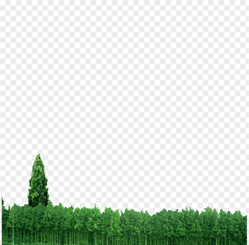 Forest Euclidean Vector PNG