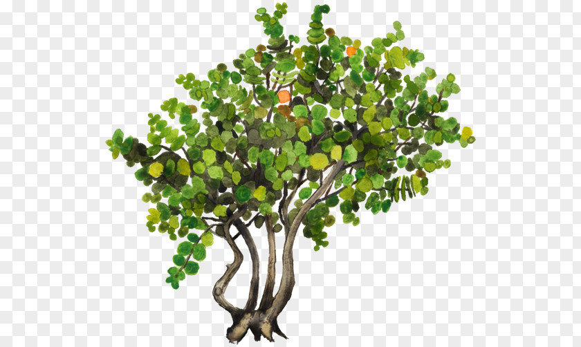 Plant Seagrape Pigeon Plum Tree Common Ivy PNG