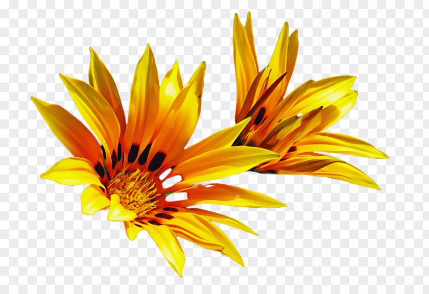 Sunflower PNG