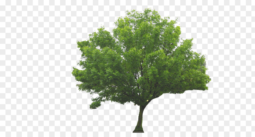 Tree Sermon Genesis Plant Covenant Baptist Church PNG