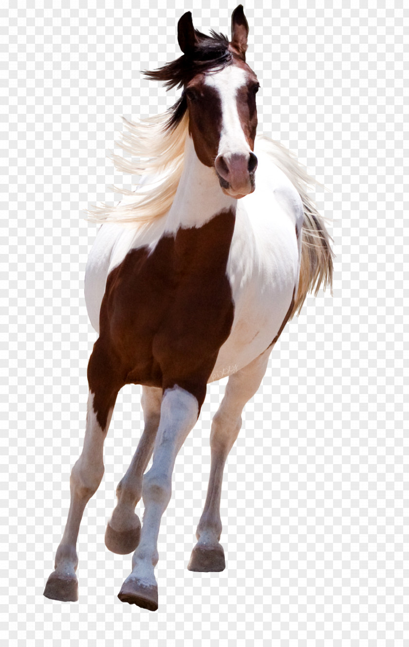 Horse Mustang American Paint Standing PNG