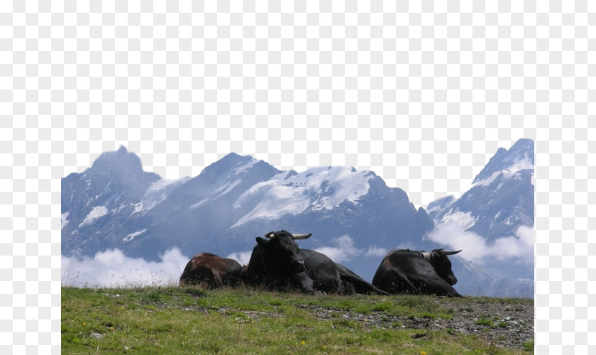 Pasture Grassland Mountainous Landforms Natural Landscape Mountain Nature Highland PNG