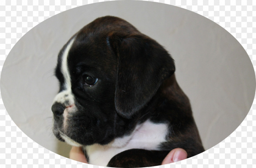 Puppy Valley Bulldog Boxerzwinger Von Der Großen Zeder Dog Breed PNG