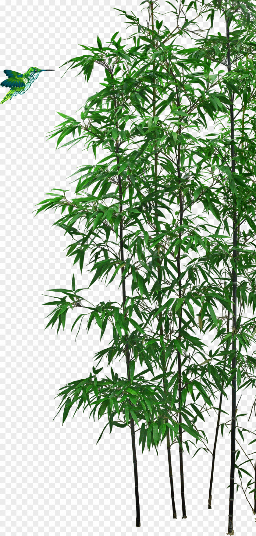 Bamboo Bonsai Tree PNG