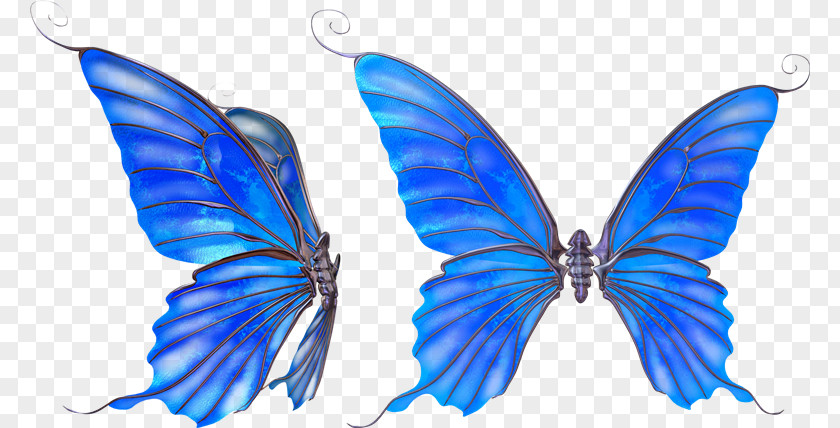 Butterfly Standard Test Image Clip Art PNG