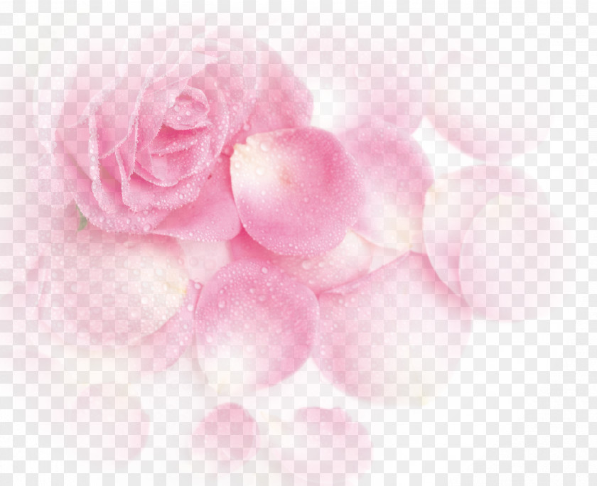 Pink Dream Rose Flower Petals Garden Roses Beach Petal PNG