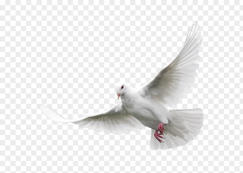White Pigeon Columbidae Domestic Bird Clip Art PNG