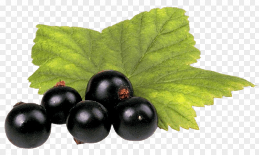 Blackcurrant Seed Oil Zante Currant Fruit PNG