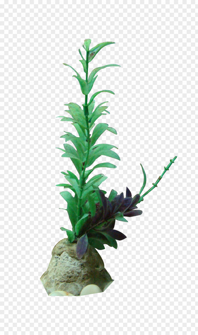 Grass Seaweed Gratis PNG