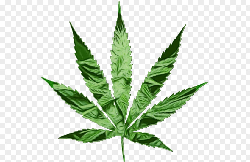 Perennial Plant Herb Cannabis Leaf Background PNG
