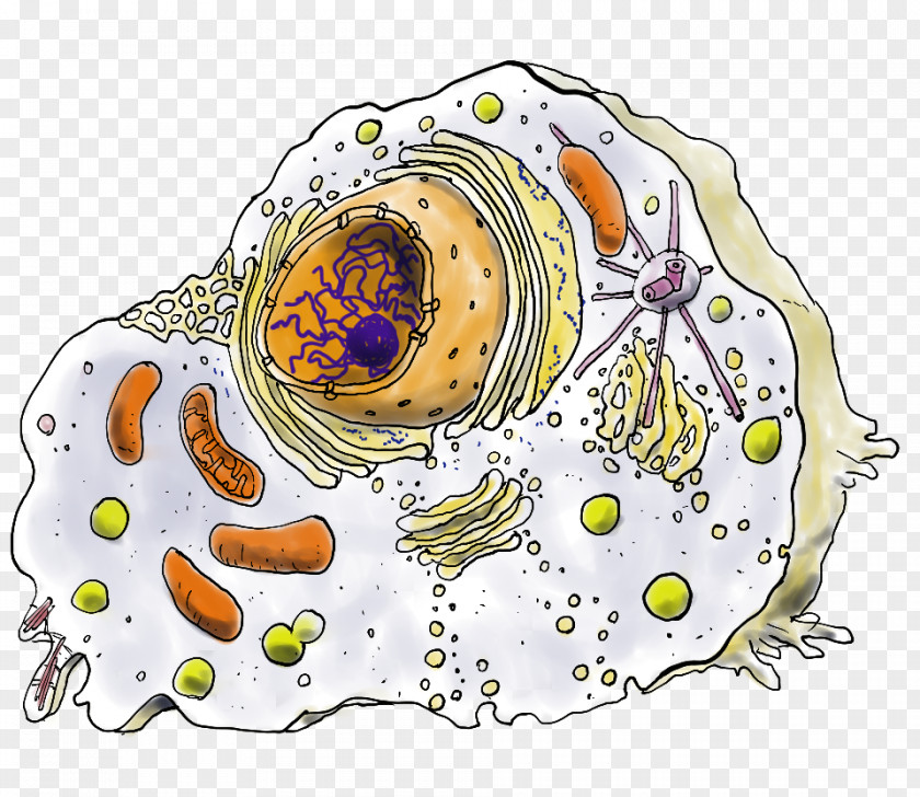 Bacterie Plant Cell Nucleus Mitochondrion Centrosome PNG