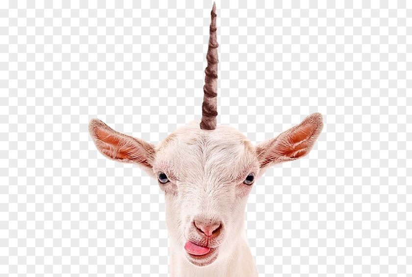 Goat Milk Stock Photography PNG