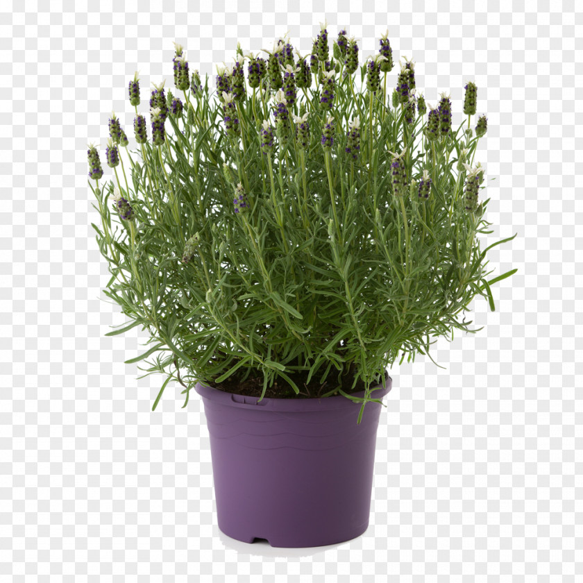 Lavender Shrub English French Mints Plant PNG