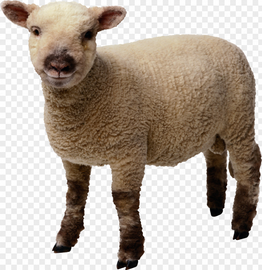 Little Sheep Image Clip Art PNG