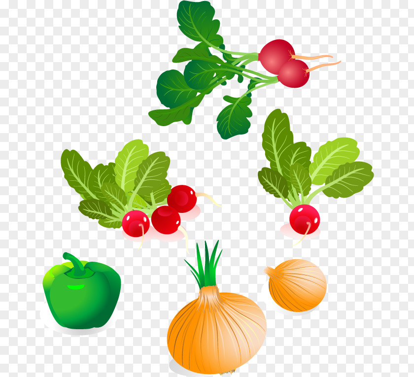 Onion Radish Vegetables Vector Material Vegetable Royalty-free Clip Art PNG