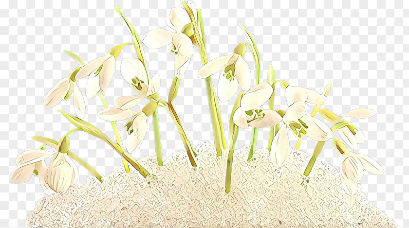 Crinum Wildflower Flowering Plant Flower Snowdrop Grass PNG