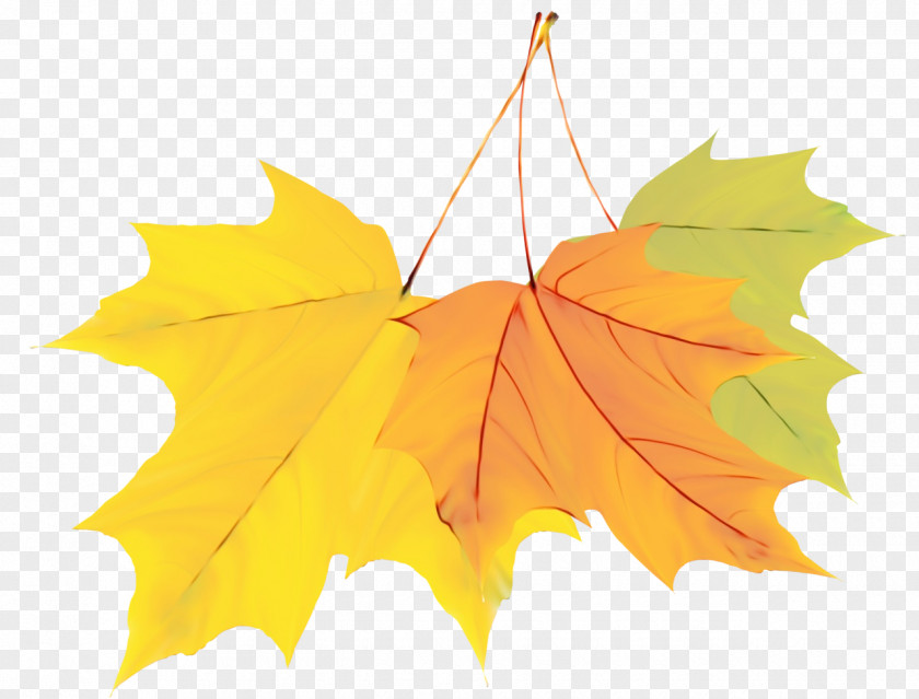 Flower Holly Autumn Leaves Watercolor PNG