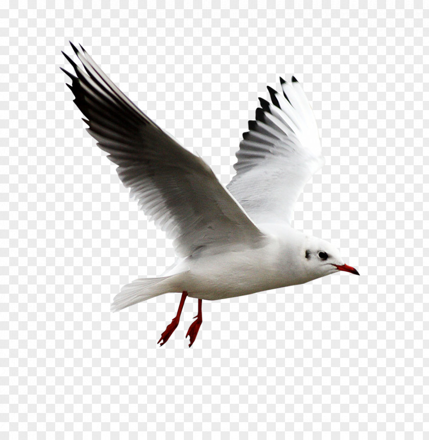 Gull European Herring Bird Clip Art PNG