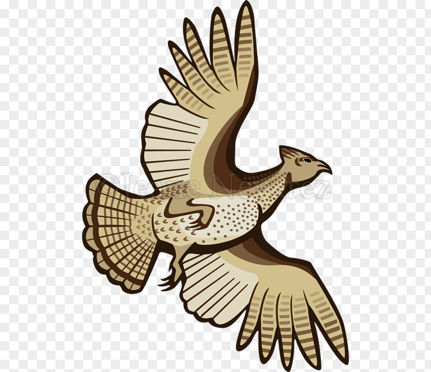Northern Harrier Accipitridae Eagle Drawing PNG