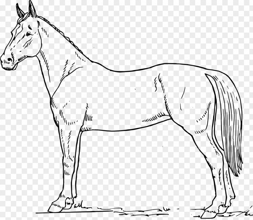 Horse Drawing Equestrian Clip Art PNG