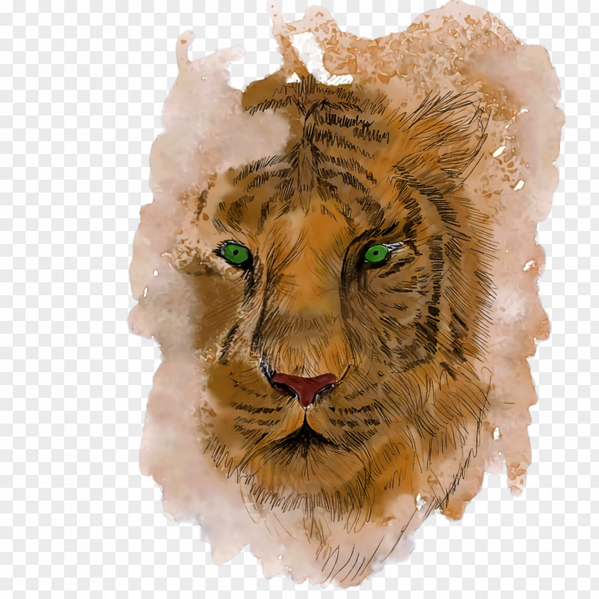 Lion Tiger Drawing Sketch Cat PNG