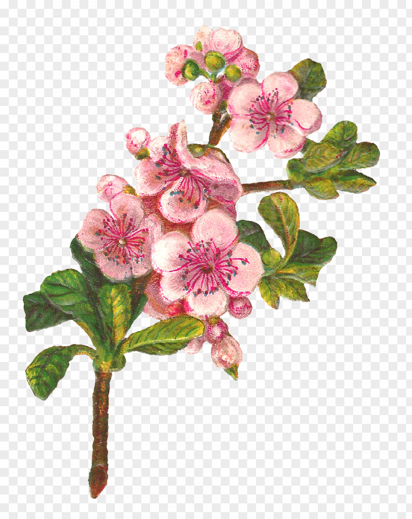 Peach Flower Botany Apple Art Clip PNG