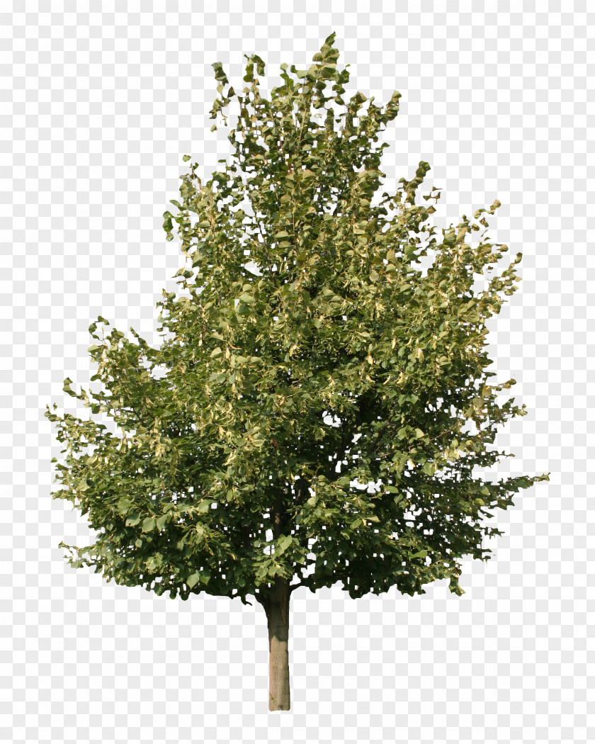 Pine Tree Fraxinus Americana Askur Pennsylvanica Ornus PNG
