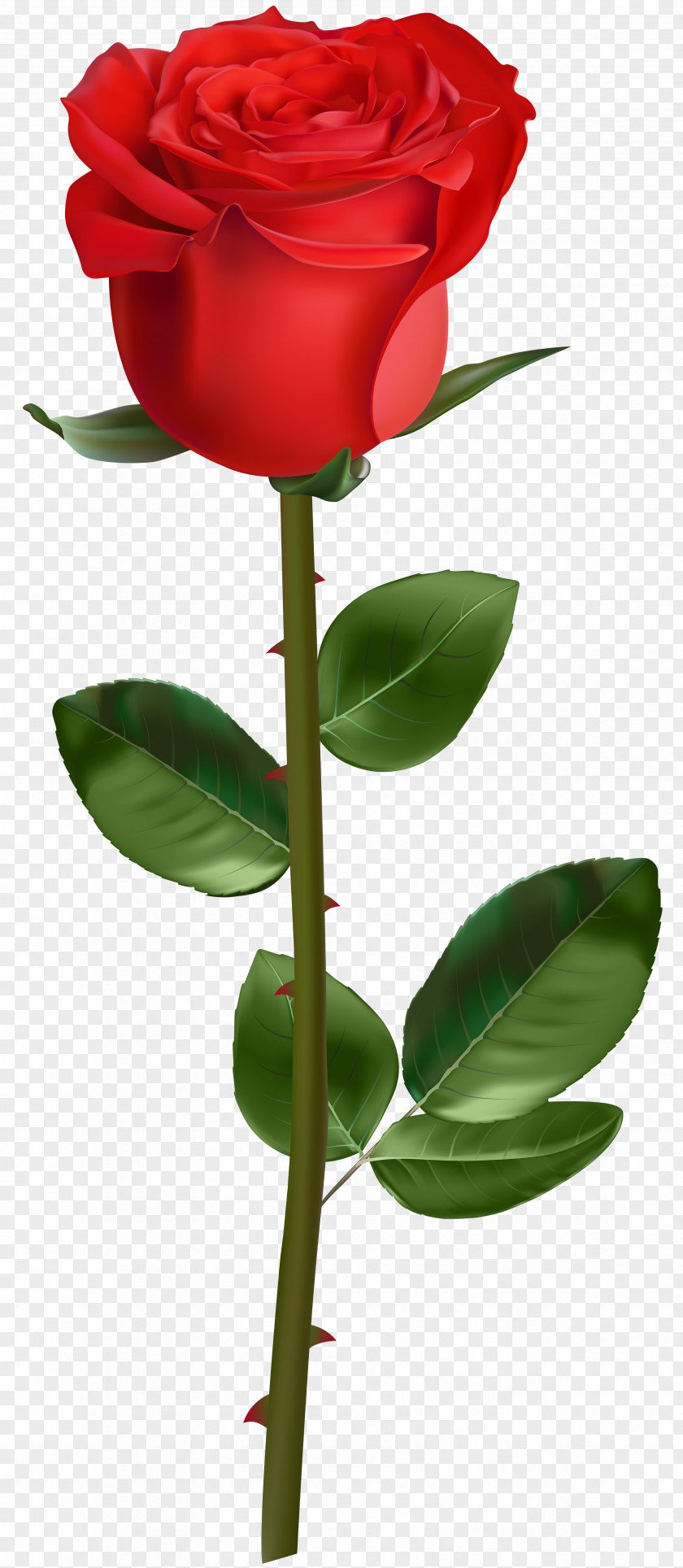 Wel Come Rose Flower Clip Art PNG