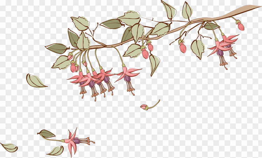 Flower Plant Pedicel Honeysuckle Fuchsia PNG